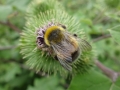 Bumble Bee (2)