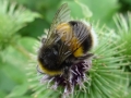 Bumble Bee Bombus lucorum (1)