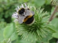 Bumble Bee Bombus lucorum (2)