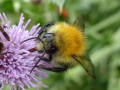 Bumble Bee