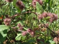 Burdock
