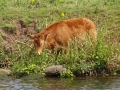 Calf