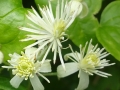 Clematis Vitalba Traveller's Joy  (1)