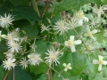 Clematis Vitalba Traveller's Joy  (2)