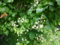 Clematis Vitalba Traveller's Joy  (3)