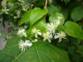 Clematis Vitalba Traveller's Joy  (4)