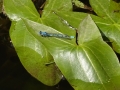 Common Blue Damselfly (1)