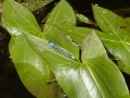 Common Blue Damselfly (3)