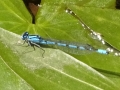 Common Blue Damselfly (4)
