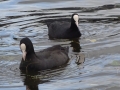 Coot (2)