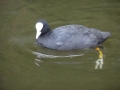 Coot (3)