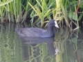 Coot