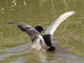 Coots (1)
