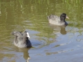 Coots (2)