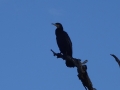Cormorant (1)
