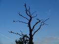 Cormorant (2)