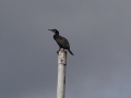 Cormorant
