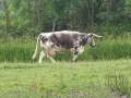 Cow (1)
