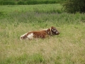 Cow (2)