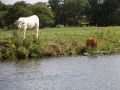 Cow and calf