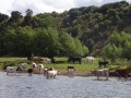 Cows on the Trent (2)