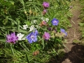 Cranesbill, Yarrow and Knapweed