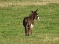 Donkey (1)