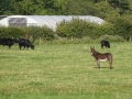 Donkey (2)