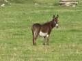 Donkey (4)