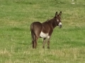 Donkey (5)