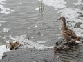 Ducks (1)