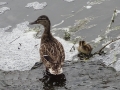 Ducks (3)
