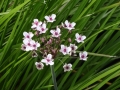 Flowering Rush (1)