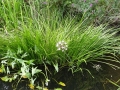 Flowering Rush (2)