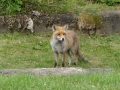 Fox at Kegworth Lock (2)