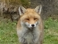 Fox at Kegworth Lock (4)