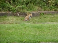 Fox at Kegworth Lock (5)