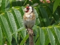 Goldfinch (1)