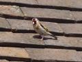 Goldfinch (4)