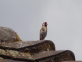 Goldfinch (5)