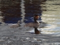 Grebe and Baby
