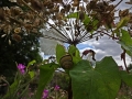 Grove Snail