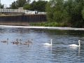 Hazelford Ferry Lock (2)