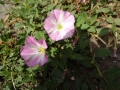 Hedge Bindweed (1)