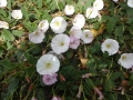 Hedge Bindweed (2)