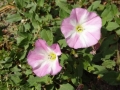 Hedge Bindweed (3)