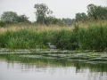 Heron