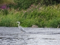 Heron at Averham Weir