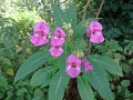 Himalayan Balsam