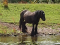Horse  (1)
